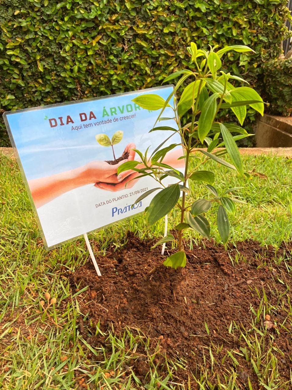 dia da arvore