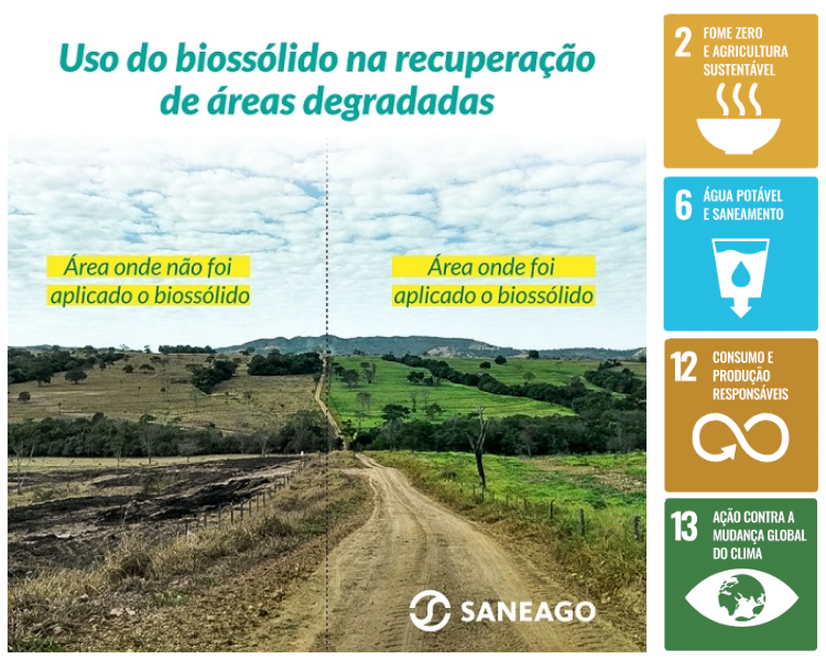 Biossólido - Plantação